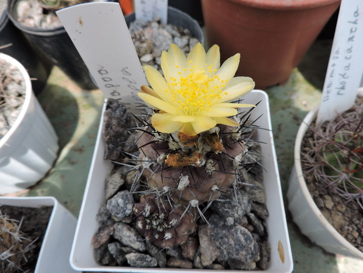 Copiapoa hypogaea.JPG