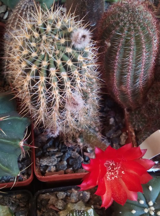 Echinopsis hybrid