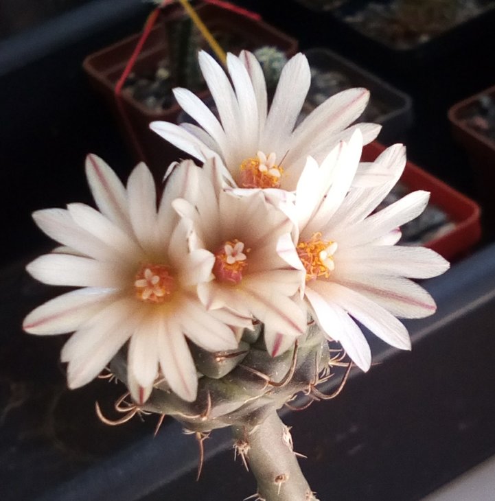Turbinicarpus aff. schwarzii SB269 на &quot;палке&quot;