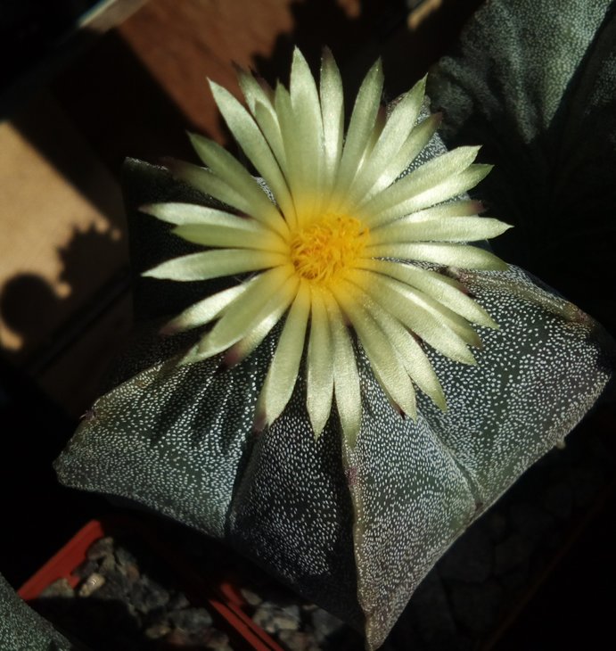 Astrophytum myriostigma