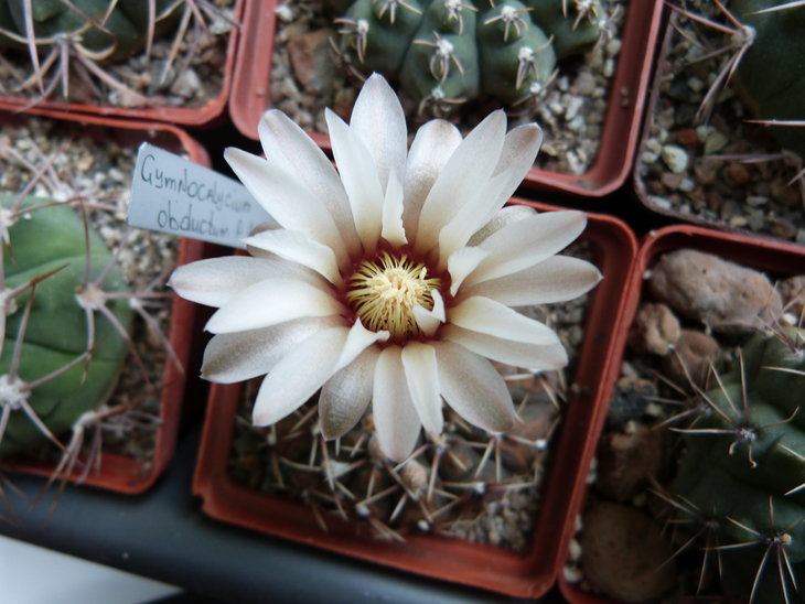 Gymnocalycium obductum