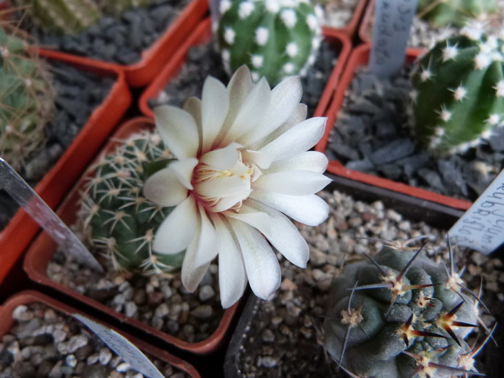 Gymnocalycium quehlianum var. albispinum