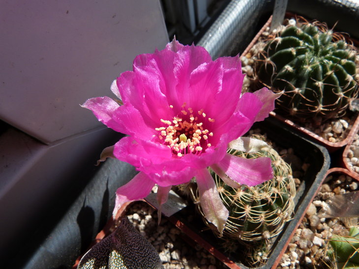 Lobivia tiegeliana var. pusilla