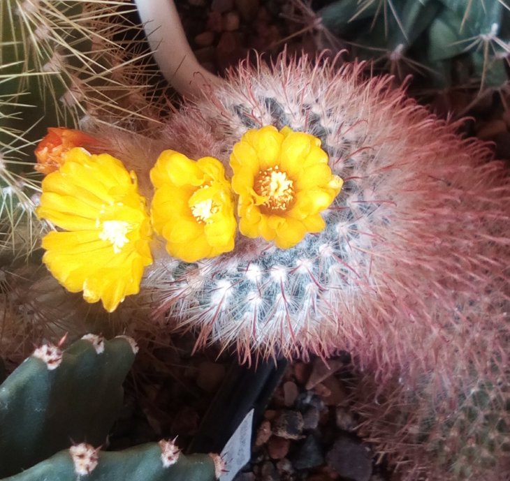 Parodia microsperma v. aurespina