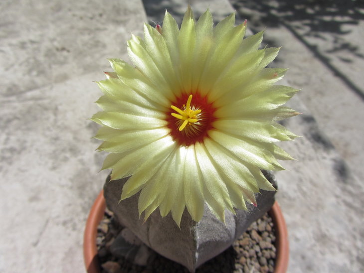Astrophytum Coahuilense