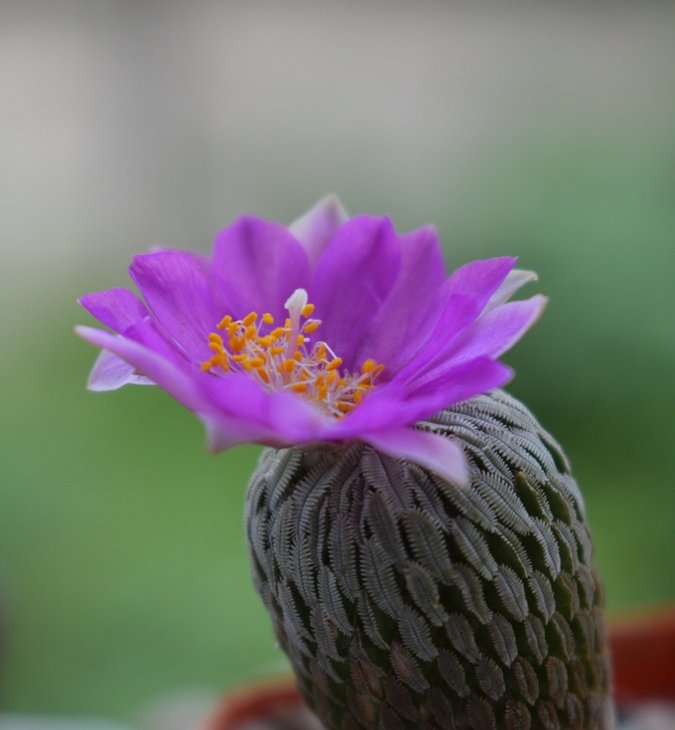 DSC_0056.JPG