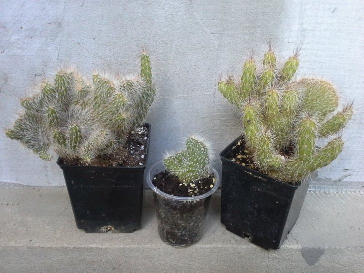stenocereus hollianus f. cristata ?