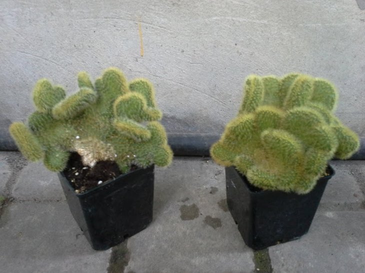 Trichocereus huascha f. cristata?