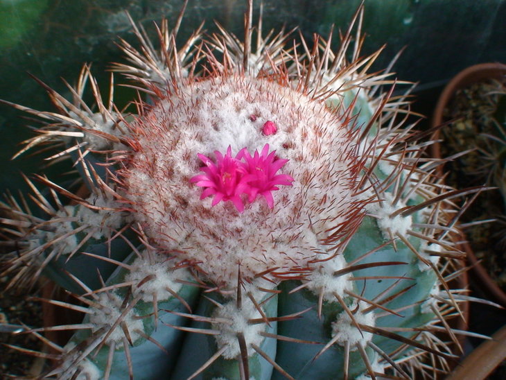 Melocactus azureus
