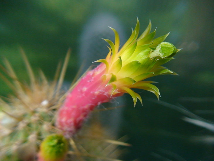 Cleistocactus smaragdiflorus от Олега Балановского