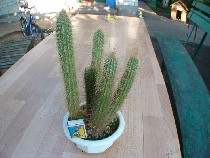 Cleistocactus smaragdiflorus от Олега Балановского