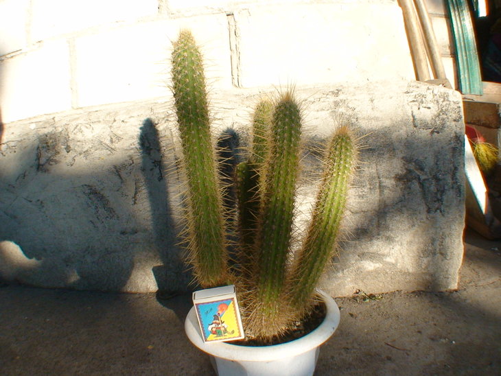Cleistocactus smaragdiflorus от Олега Балановского