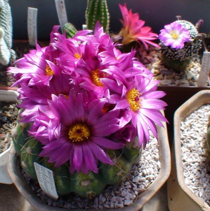 Notocactus Uebelmennianus