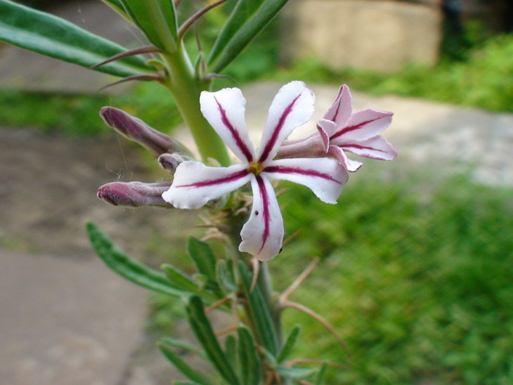 Pachypodium Suculenthum