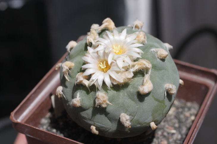 Lophophora diffusa Rio Blanco (северная форма диффуз)