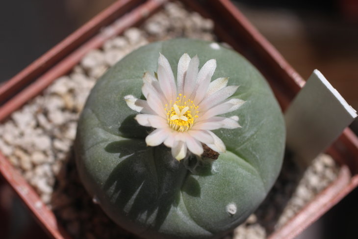 Lophophora diffusa