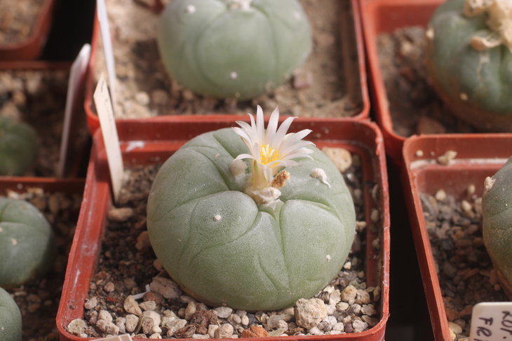Lophophora diffusa