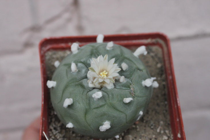 Lophophora diffusa