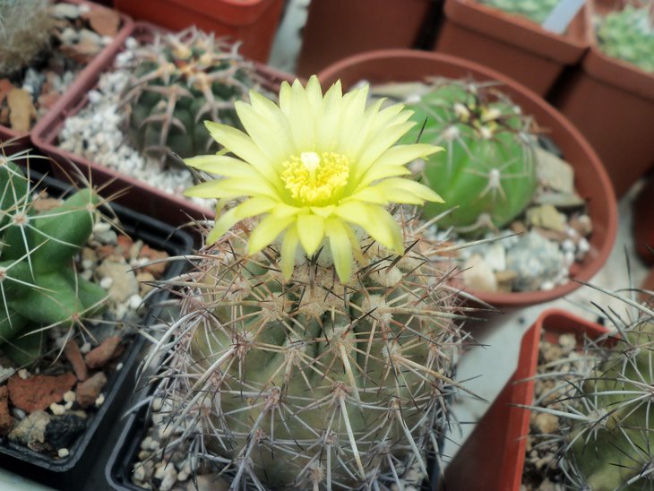 Islaya islayensis