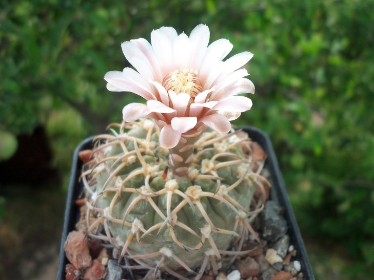 Gymnocalycium riojense ssp. paucispinum