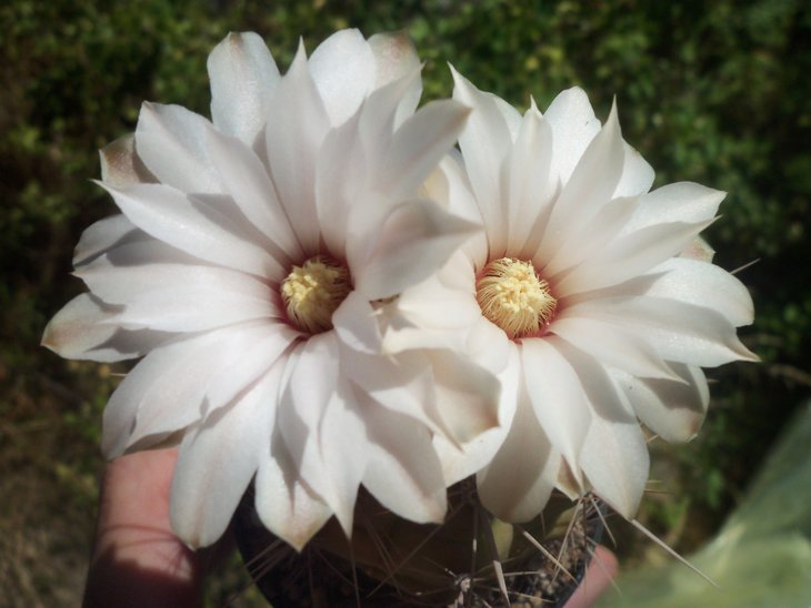 Gymnocalycium paediophilum