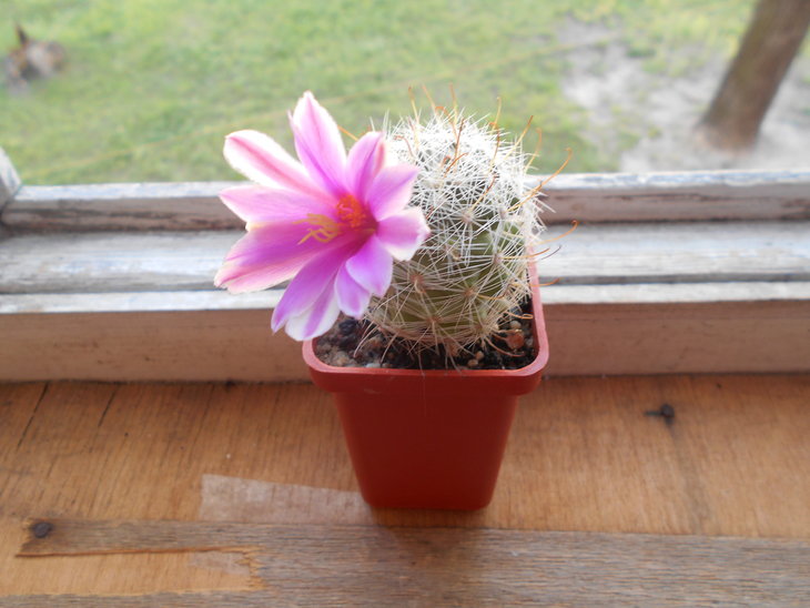 M. boolii