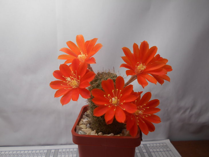 Aylostera Fusca