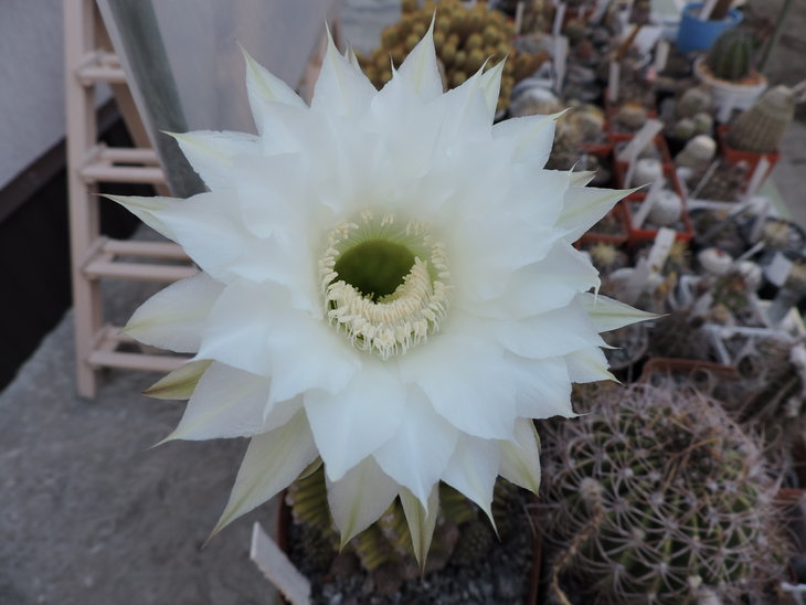 Echinopsis eyriesii.JPG