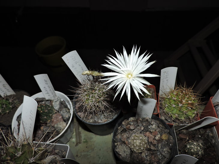 Setiechinopsis mirabilis.JPG