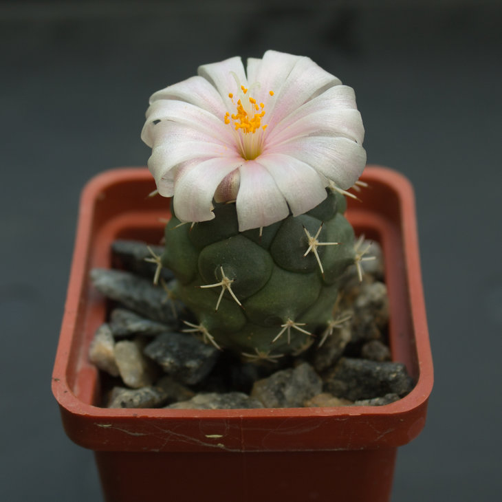 TURBINICARPUS lophophoroides, MZ 456