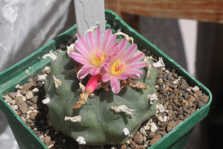 Lophophora jourdaniana, форма со светлыми тычиночными нитями (по поводу которой есть всё же подозрение в гибридном происхождении - она самопыльная и завязывает плоды, хотя жорданианы не должны пылиться сами)