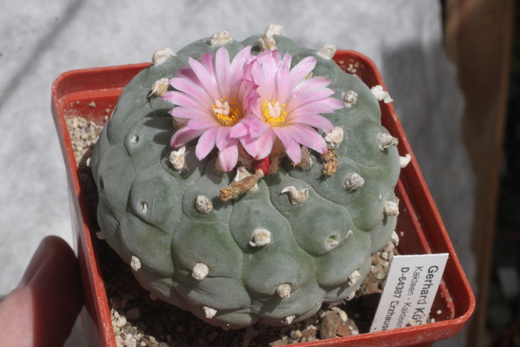 Lophophora fricii
