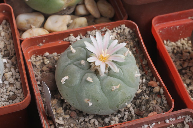 Lophophora fricii v. albiflora RS404 (оказавшаяся с немного розоватым цветком - вопреки названию, не все альбифлоры цветут число белым цветком, у некоторых есть розоватый оттенок)