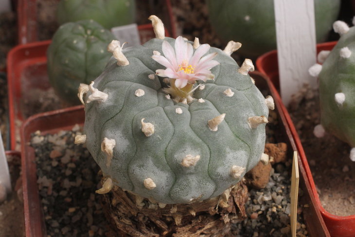 Lophophora williamsii Huizache, SLP