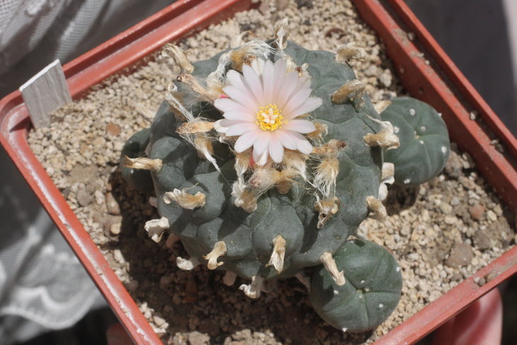 Lophophora williamsii (северная форма, здоровенное растение в горшке 12х12)
