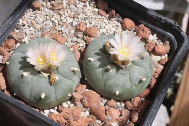 Lophophora williamsii, прижаренная парочка )