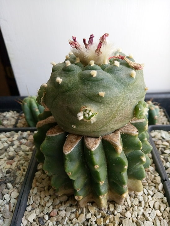 Lophophora jordaniana со светлыми тычиночными нитями - с созревшим плодом