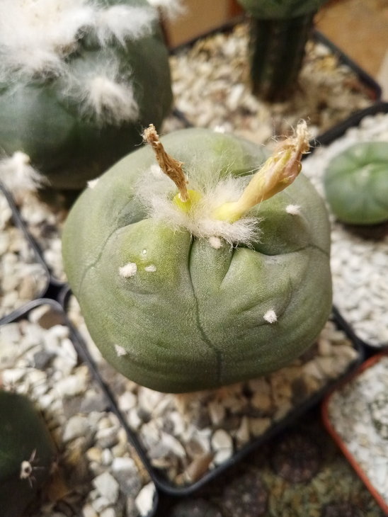 Lophophora diffusa, RS507, кm 89 road Nr. 120, QRO.