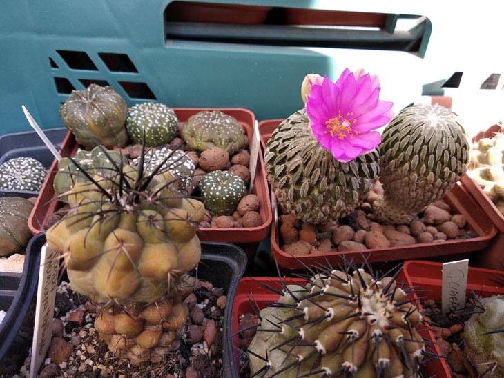 Peleciphora asseliformis