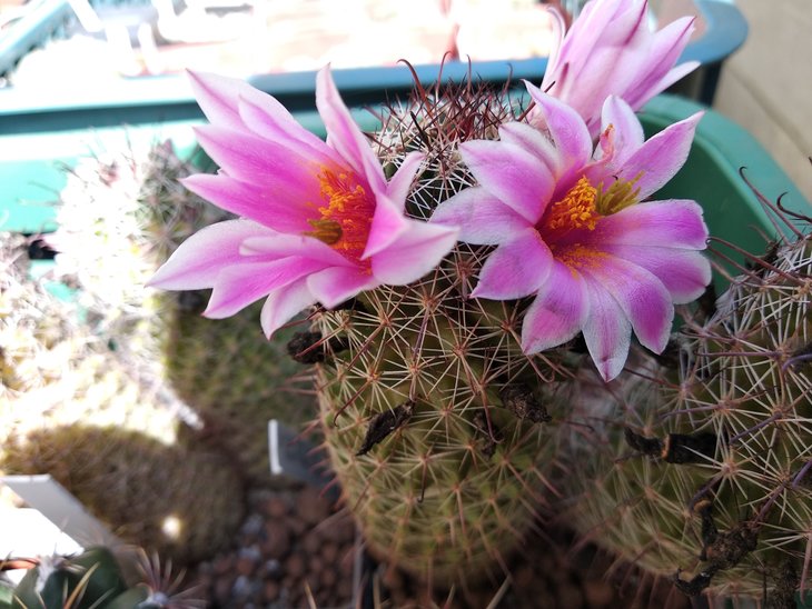 Mammillaria grahamii