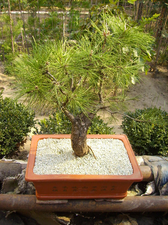 Pinus nigra - 2014 год