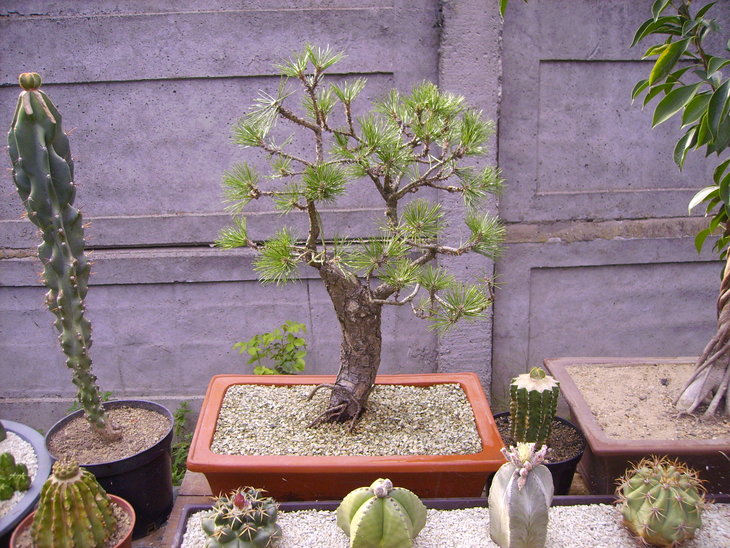 Pinus nigra - 2015 год