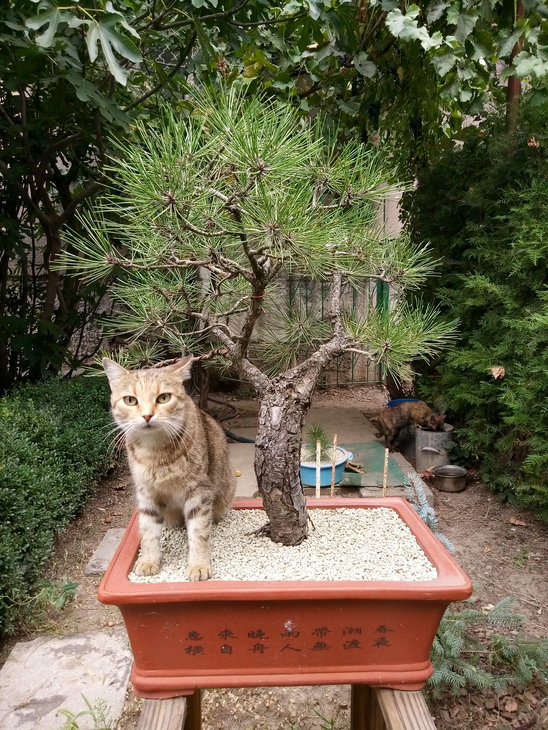Pinus nigra - 2018 год <br />Кошка - для масштаба