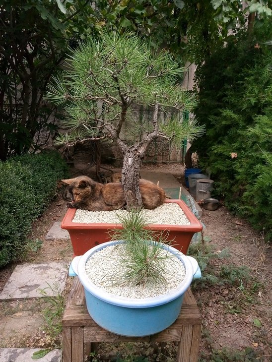 Pinus nigra, посев 2016 года.
