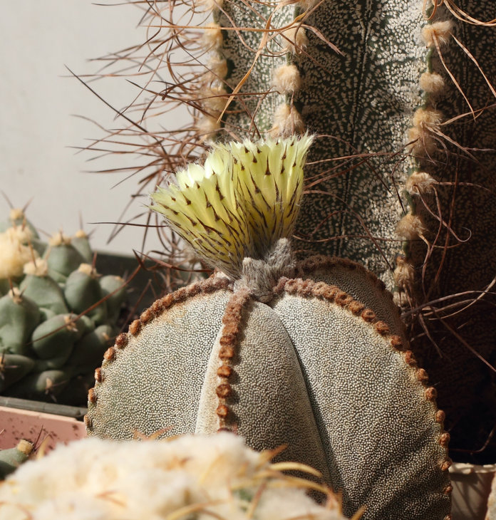 astrophytum myriostigma