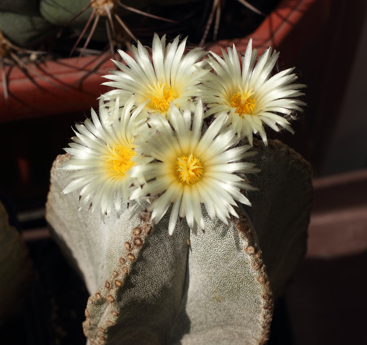 astrophytum myriostigma
