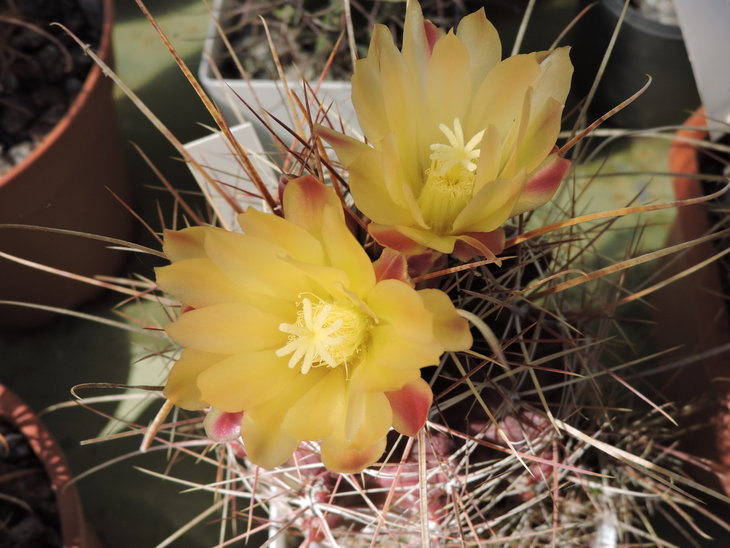 Hamatocactus longihamatus.JPG