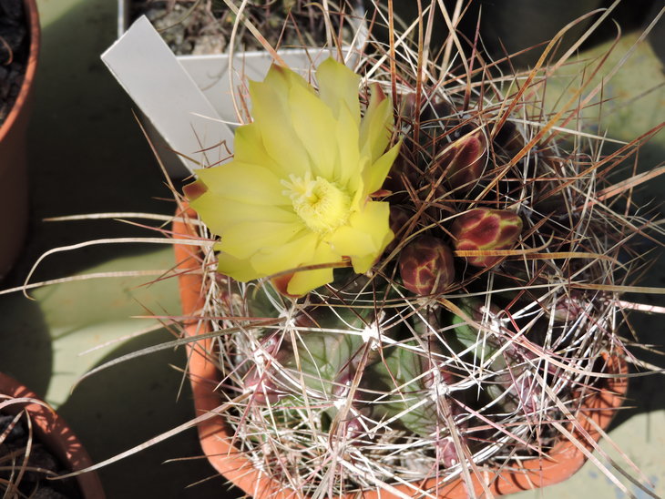 Hamatocactus longihamatus 1.JPG