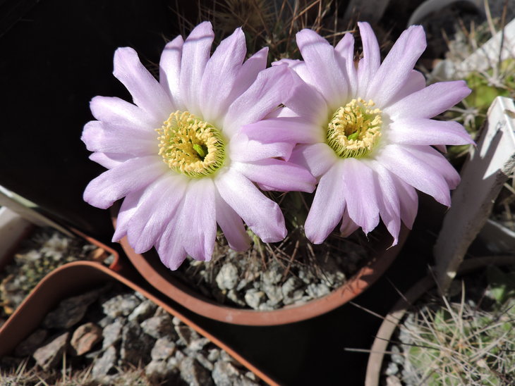 Acanthocalycium violaceum.JPG