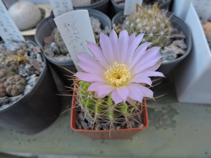 Acanthocalycium violaceum P204.JPG